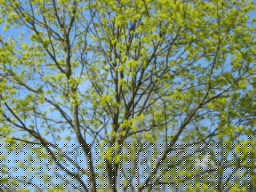 baum ertingen